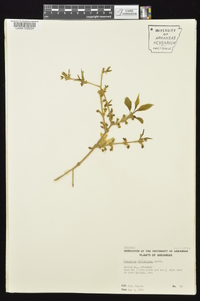 Forsythia viridissima image