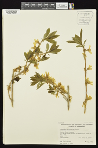 Forsythia viridissima image