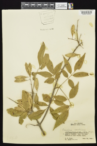 Fraxinus caroliniana image