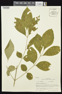 Fraxinus caroliniana image