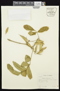 Fraxinus caroliniana image