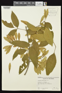 Fraxinus caroliniana image