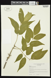 Fraxinus caroliniana image