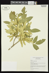 Fraxinus caroliniana image