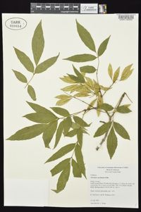 Fraxinus caroliniana image