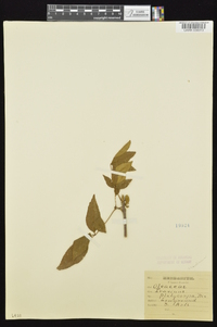 Fraxinus caroliniana image