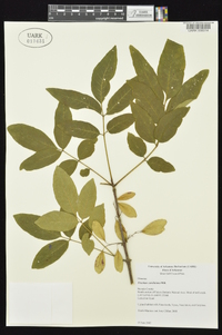 Fraxinus caroliniana image