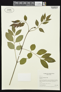 Fraxinus caroliniana image