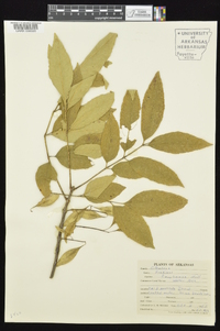 Fraxinus caroliniana image