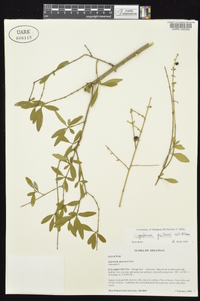 Ligustrum quihoui image