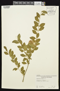 Ligustrum sinense image