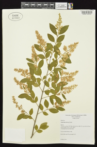 Ligustrum sinense image