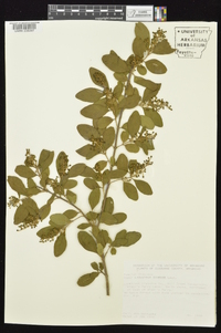 Ligustrum sinense image