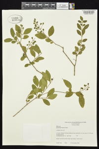 Ligustrum sinense image