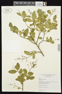 Ligustrum sinense image