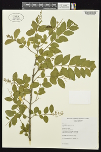 Ligustrum sinense image