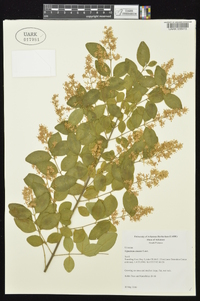 Ligustrum sinense image