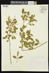 Ligustrum sinense image