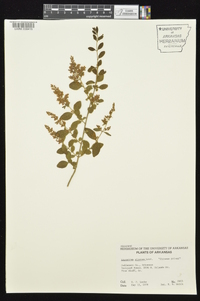 Ligustrum sinense image