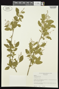 Ligustrum sinense image