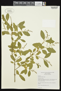 Ligustrum sinense image