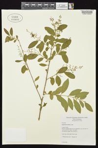 Ligustrum sinense image