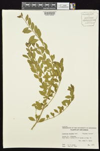 Ligustrum sinense image