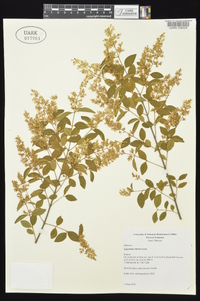 Ligustrum sinense image