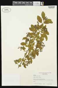 Ligustrum sinense image