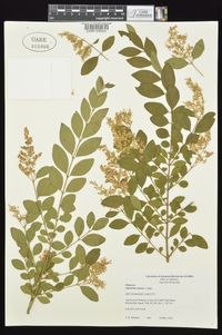 Ligustrum sinense image