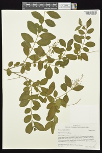 Ligustrum sinense image