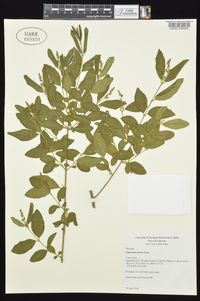 Ligustrum sinense image