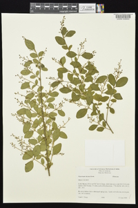 Ligustrum sinense image