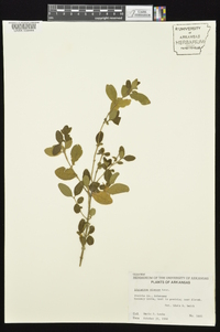 Ligustrum sinense image