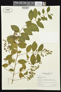 Ligustrum sinense image