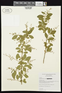 Ligustrum sinense image