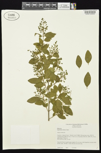 Ligustrum sinense image