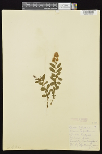 Ligustrum vulgare image