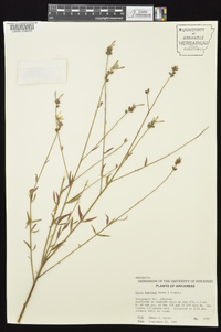 Oenothera demareei image