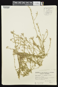 Oenothera filiformis image