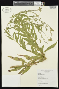 Oenothera filiformis image