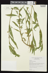 Ludwigia decurrens image