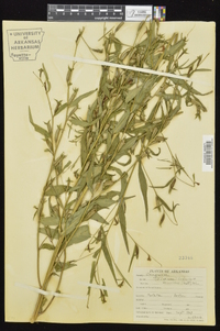 Ludwigia decurrens image