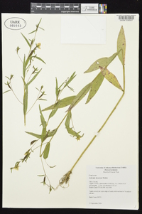 Ludwigia decurrens image