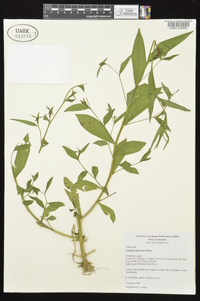 Ludwigia decurrens image