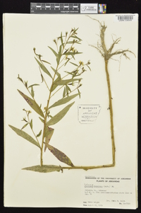 Ludwigia decurrens image