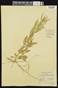 Ludwigia decurrens image