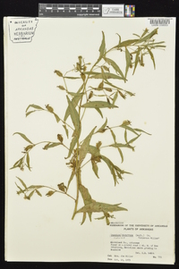 Ludwigia decurrens image