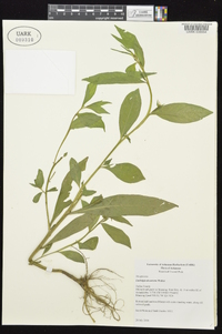 Ludwigia decurrens image