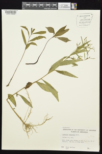 Ludwigia decurrens image